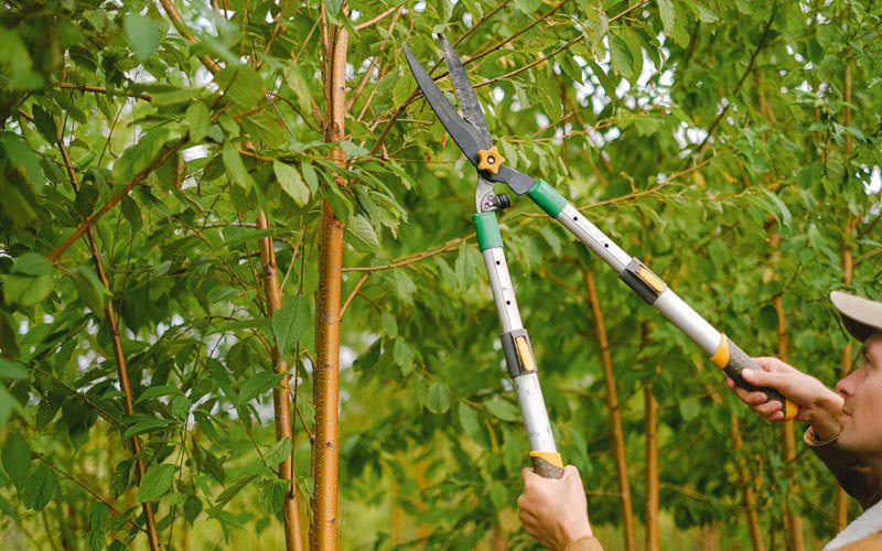 Tree trimming in Vergennes, IL