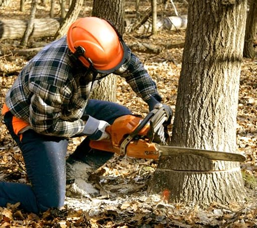 Tree Removal in Vergennes, IL
